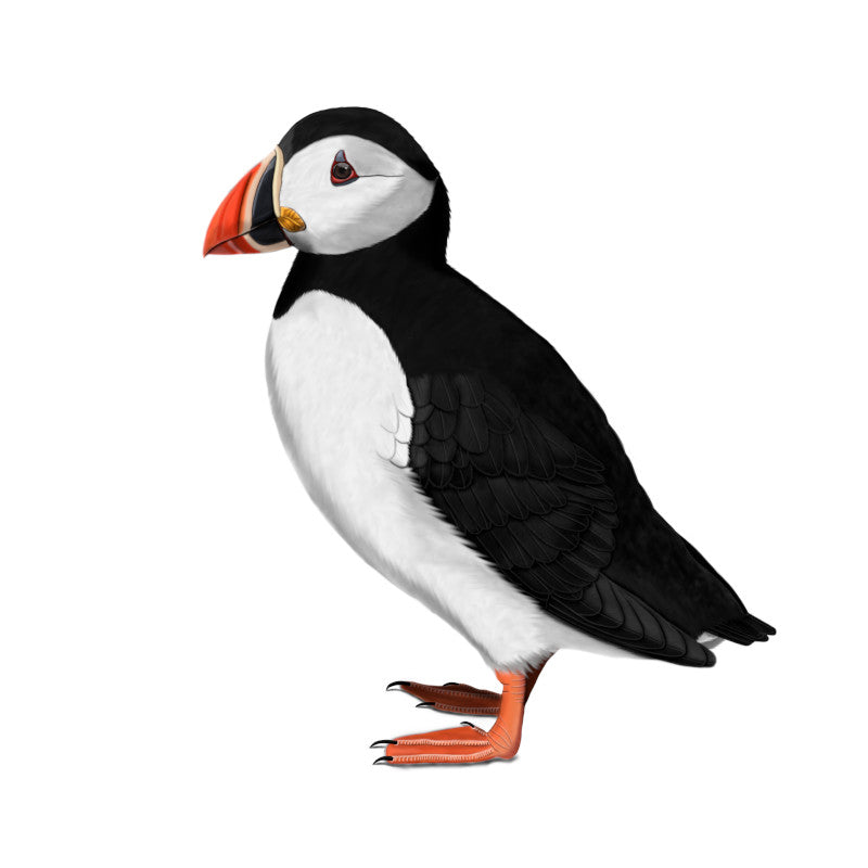 Puffin Birding & Birdwatching Designs