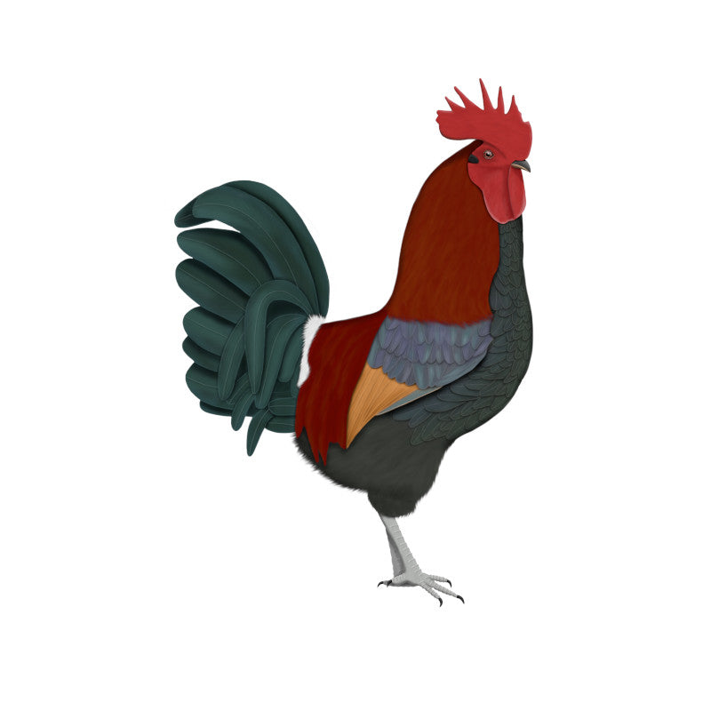 Rooster Birding & Birdwatching Designs