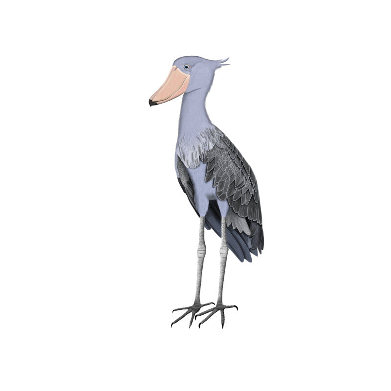 Shoebill Birding & Birdwatching Designs