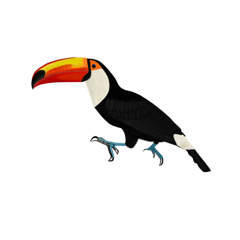 Toucan