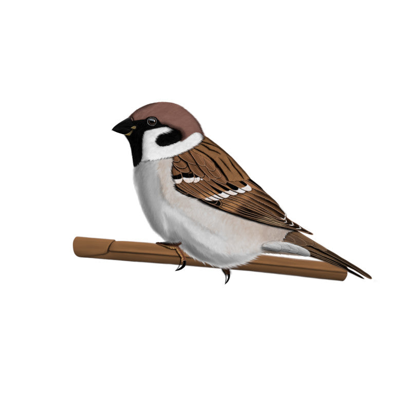 Tree Sparrow Birding & Birdwatching Designs