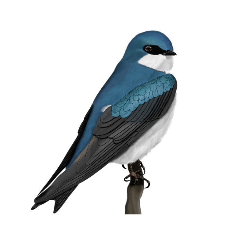 Tree Swallow Birding & Birdwatching Designs