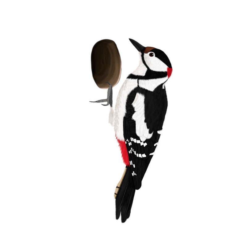 Woodpecker Birding & Birdwatching Designs