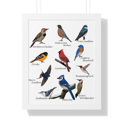 Backyard Birds Blue Jay Robin Cardinal Nuthatch Oriole Framed Poster