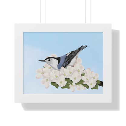 Nuthatch Spring Blossoms Bird Framed Poster