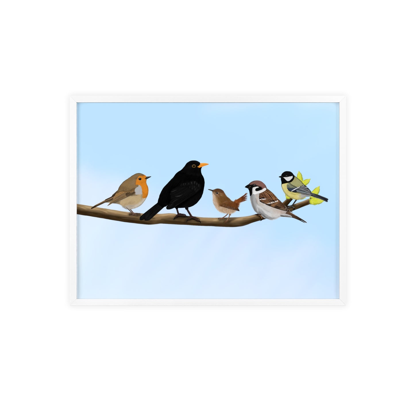 Vogel Poster im Holzrahmen - Vögel auf einem Ast Poster Amsel Rotkehlchen Zaunkönig Spatz Kohlmeise