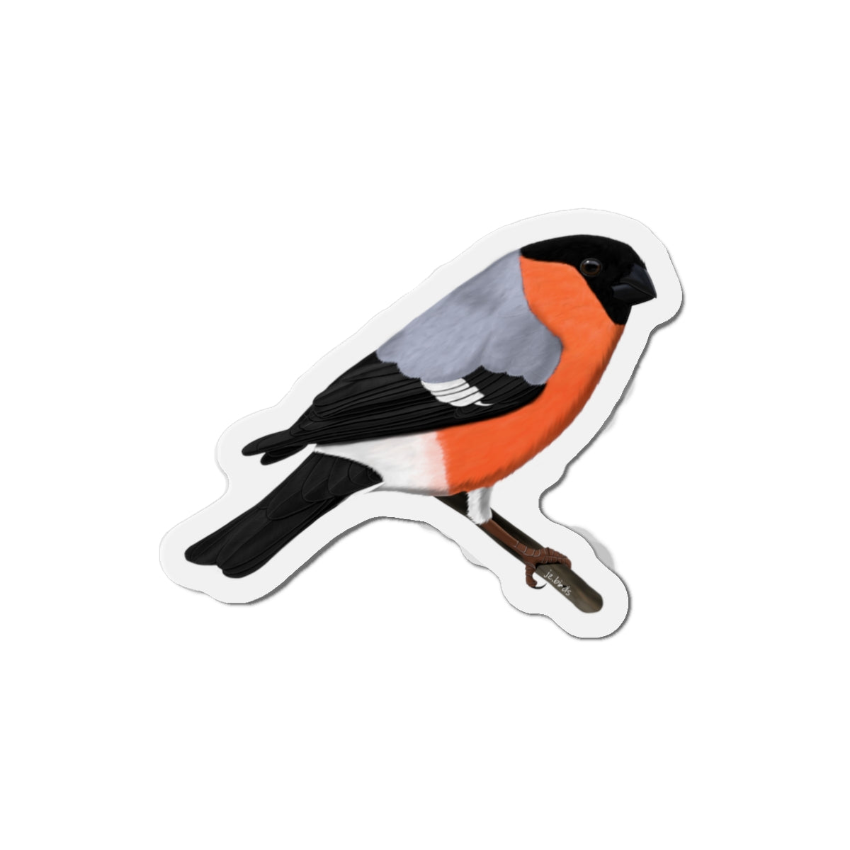 Bullfinch Bird Magnet