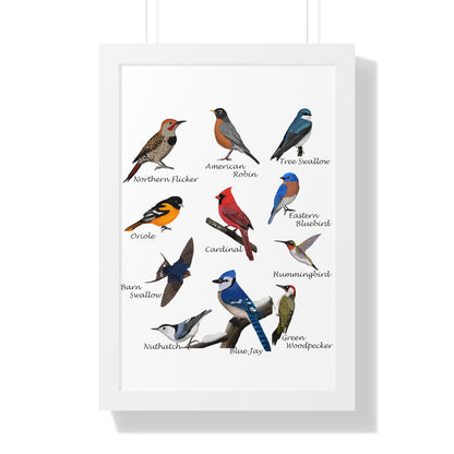 Backyard Birds Blue Jay Robin Cardinal Nuthatch Oriole Framed Poster