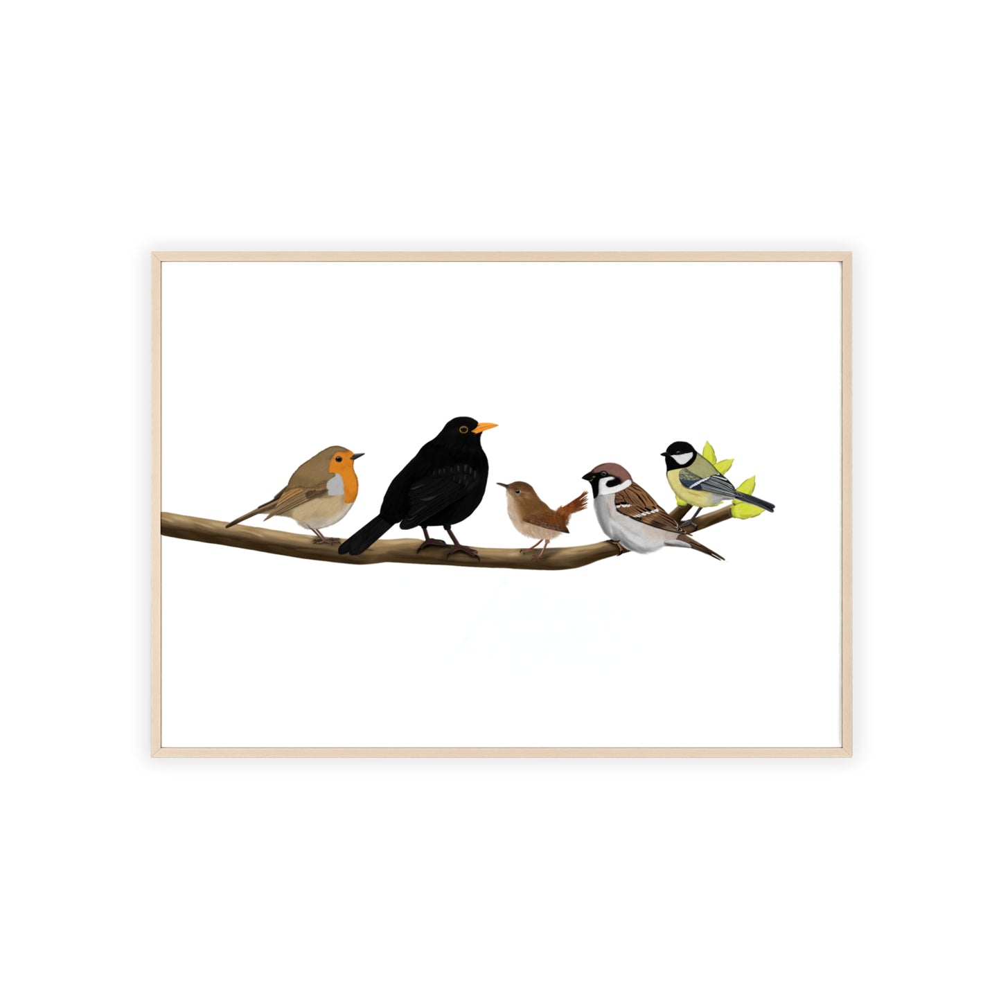 Vogel Poster im Holzrahmen - Vögel auf einem Ast Poster Amsel Rotkehlchen Zaunkönig Spatz Kohlmeise