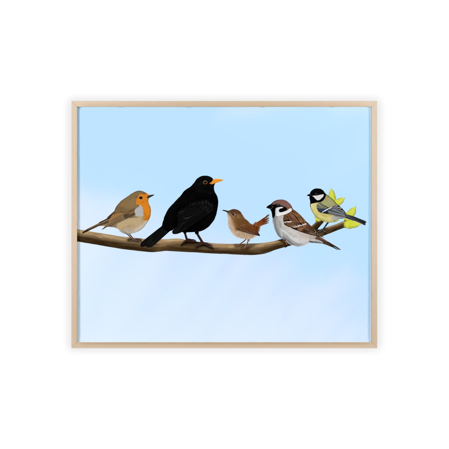 Vogel Poster im Holzrahmen - Vögel auf einem Ast Poster Amsel Rotkehlchen Zaunkönig Spatz Kohlmeise