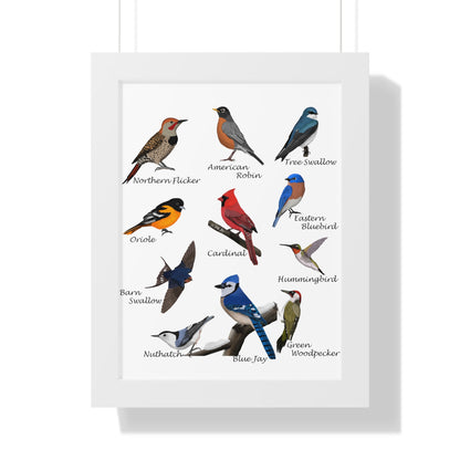 Backyard Birds Blue Jay Robin Cardinal Nuthatch Oriole Framed Poster