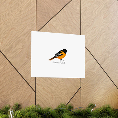 Baltimore Oriole Bird Birding Matte Poster