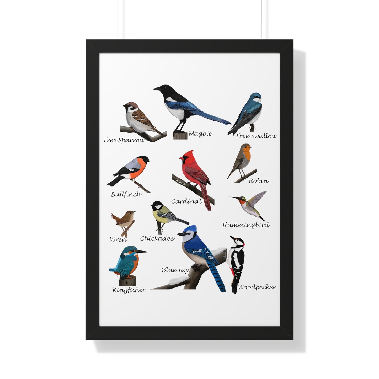 Garden Birds Blue Jay Cardinal Bullfinch Chickadee Framed Poster