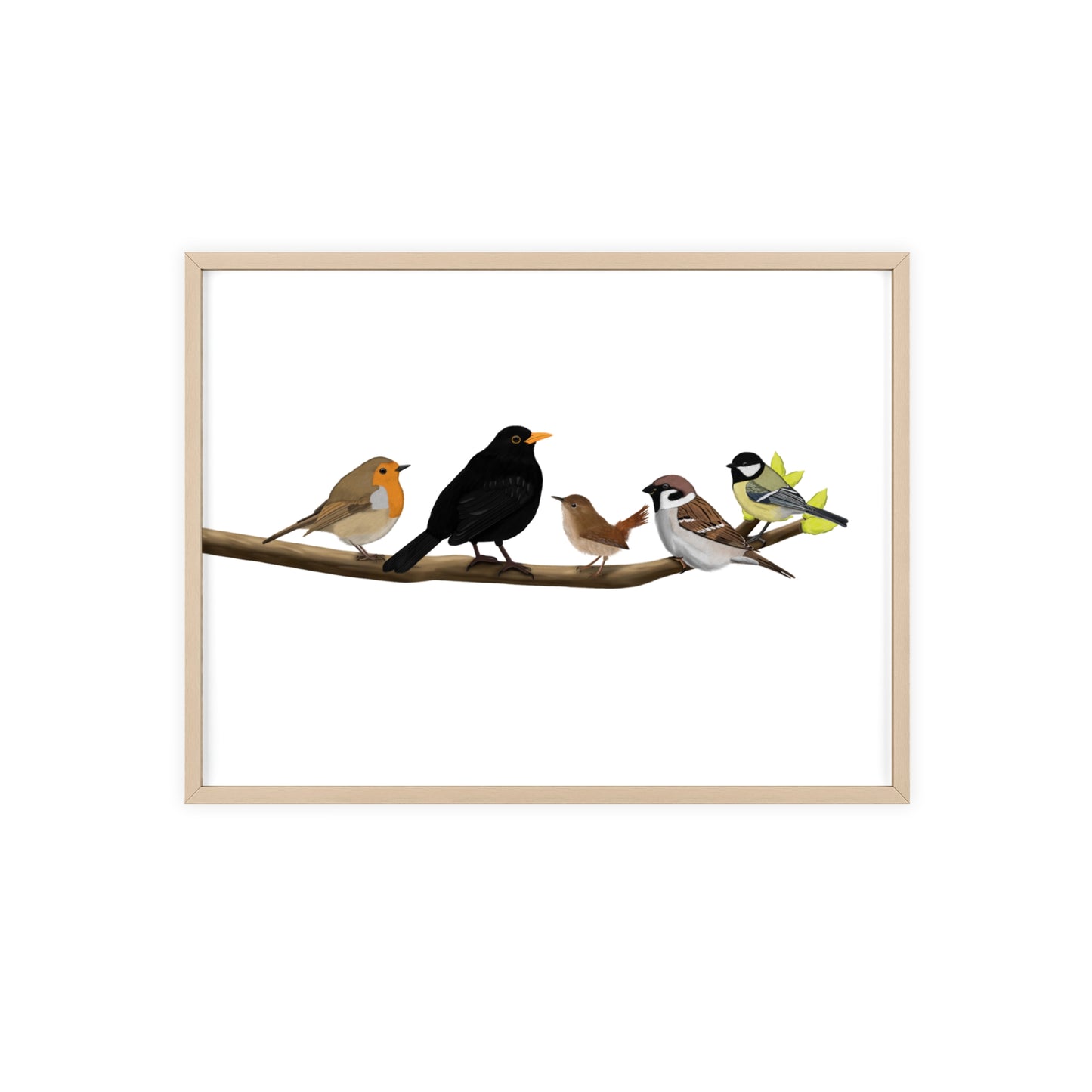 Vogel Poster im Holzrahmen - Vögel auf einem Ast Poster Amsel Rotkehlchen Zaunkönig Spatz Kohlmeise