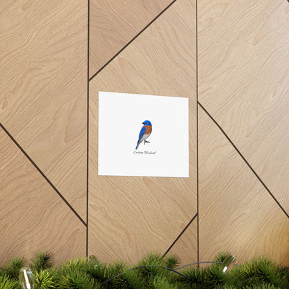 Eastern Bluebird Bird Birding Matte Poster