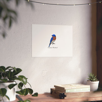 Eastern Bluebird Bird Birding Matte Poster