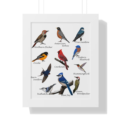 Backyard Birds Blue Jay Robin Cardinal Nuthatch Oriole Framed Poster