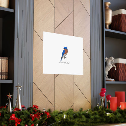 Eastern Bluebird Bird Birding Matte Poster