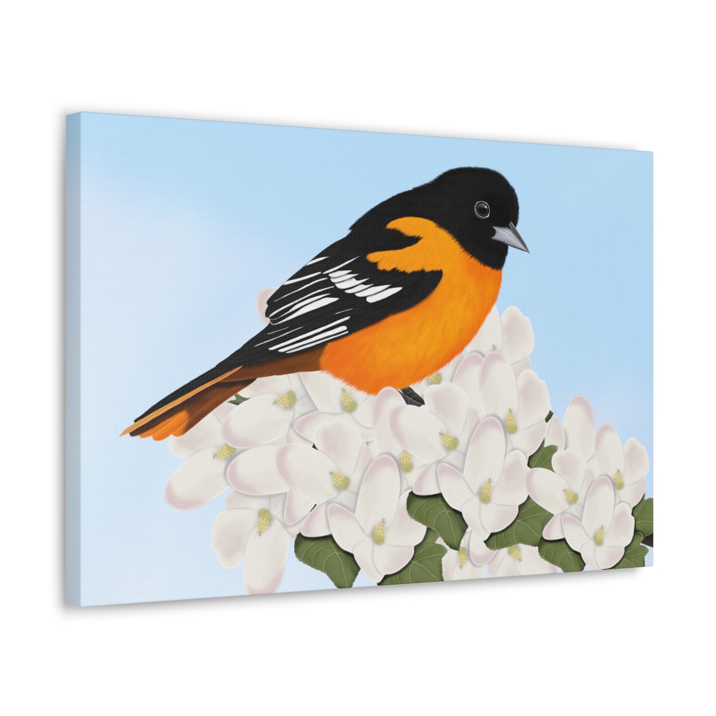 Baltimore Oriole in Spring Blossoms Bird Canvas Gallery Wrap