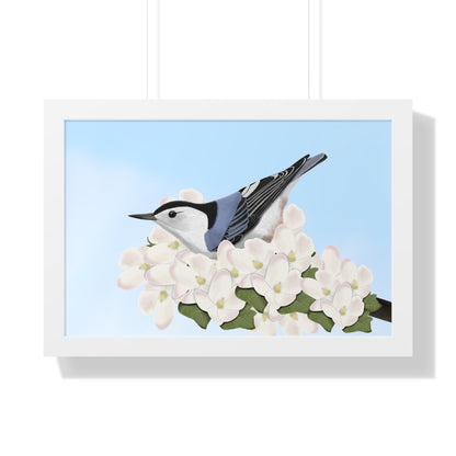 Nuthatch Spring Blossoms Bird Framed Poster