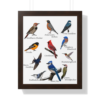 Backyard Birds Blue Jay Robin Cardinal Nuthatch Oriole Framed Poster