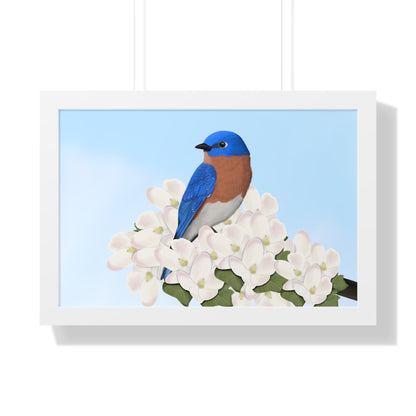 Eastern Bluebird Spring Blossoms Bird Framed Poster