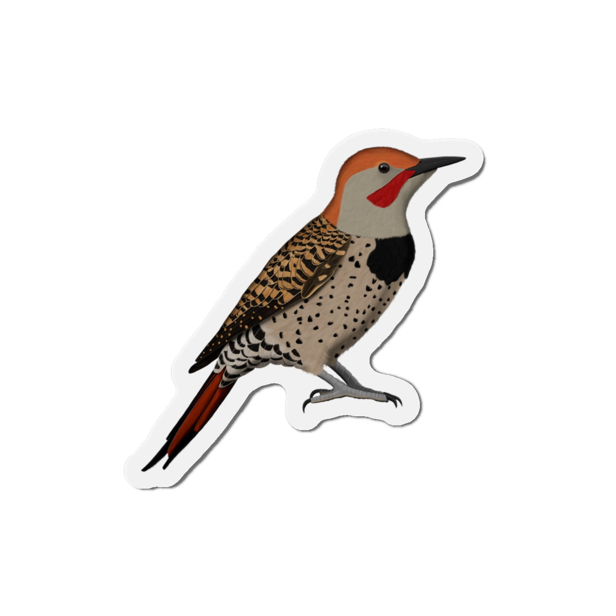 Northern Flicker Bird Magnet