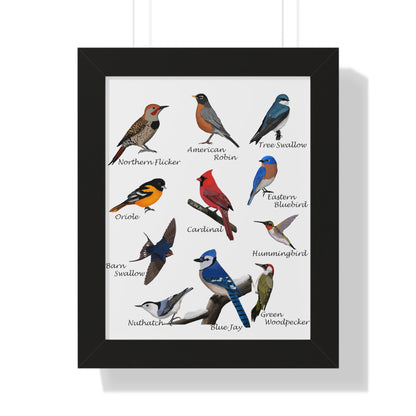 Backyard Birds Blue Jay Robin Cardinal Nuthatch Oriole Framed Poster