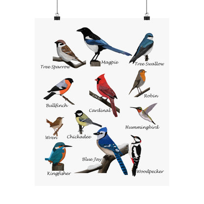 Backyard Birds Blue Jay Cardinal Hummingbird Matte Bird Poster