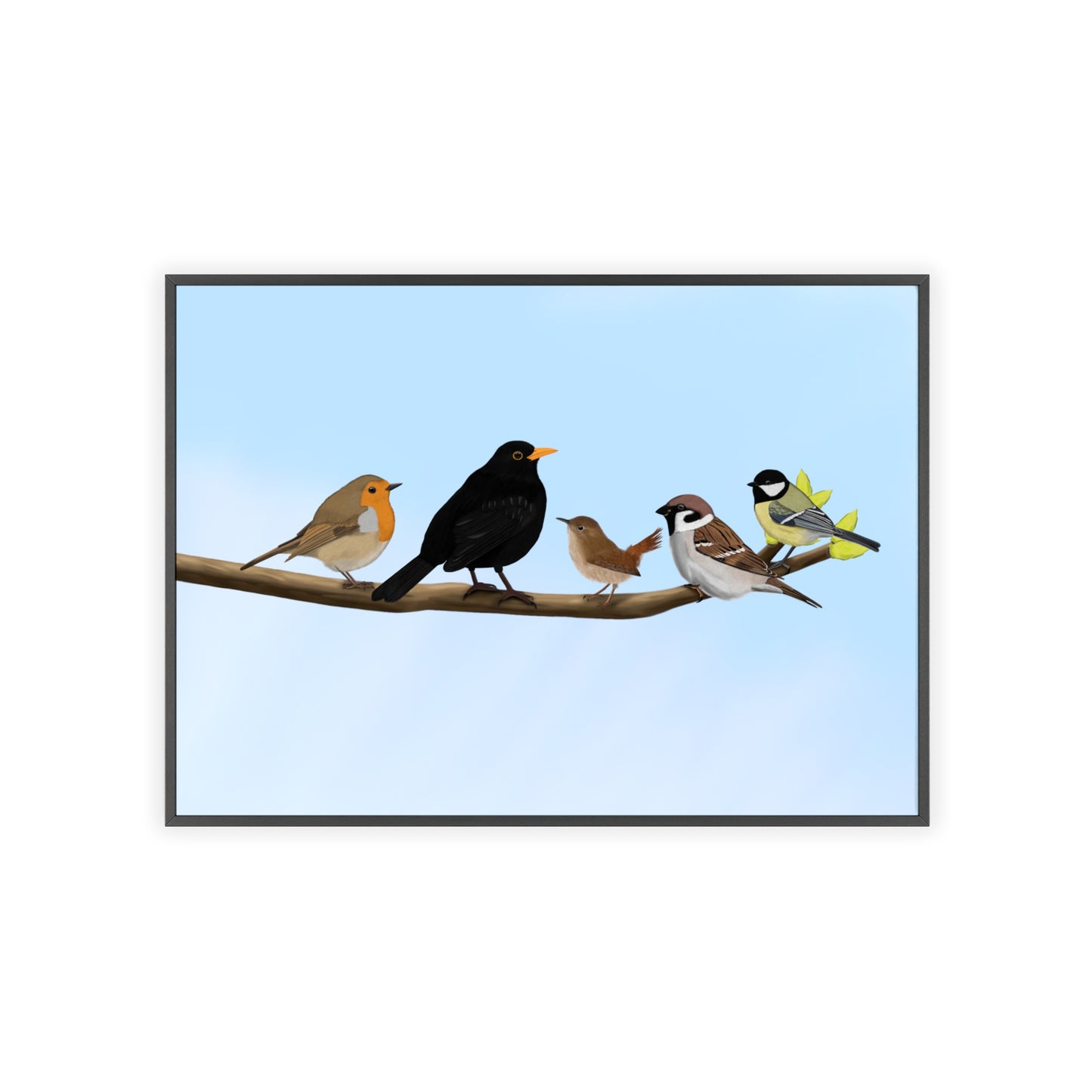 Vogel Poster im Holzrahmen - Vögel auf einem Ast Poster Amsel Rotkehlchen Zaunkönig Spatz Kohlmeise