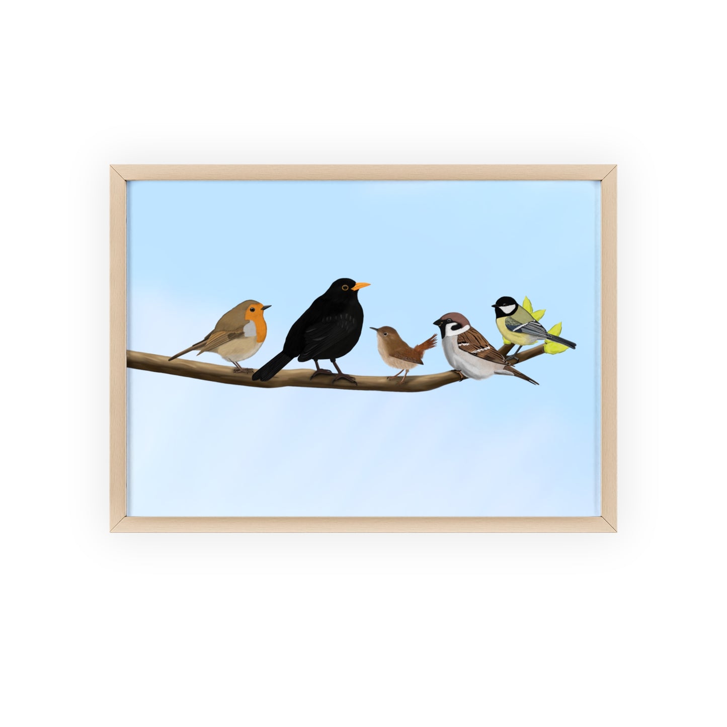 Vogel Poster im Holzrahmen - Vögel auf einem Ast Poster Amsel Rotkehlchen Zaunkönig Spatz Kohlmeise