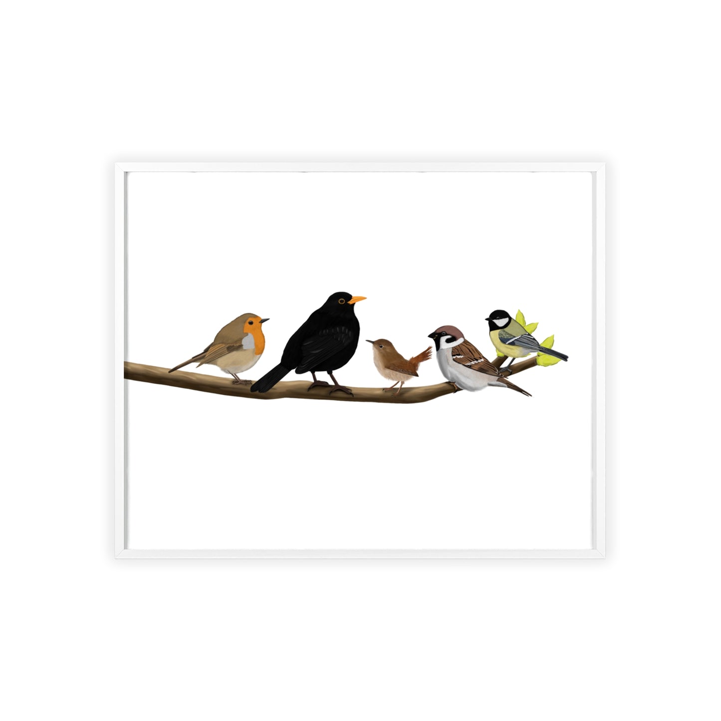 Vogel Poster im Holzrahmen - Vögel auf einem Ast Poster Amsel Rotkehlchen Zaunkönig Spatz Kohlmeise