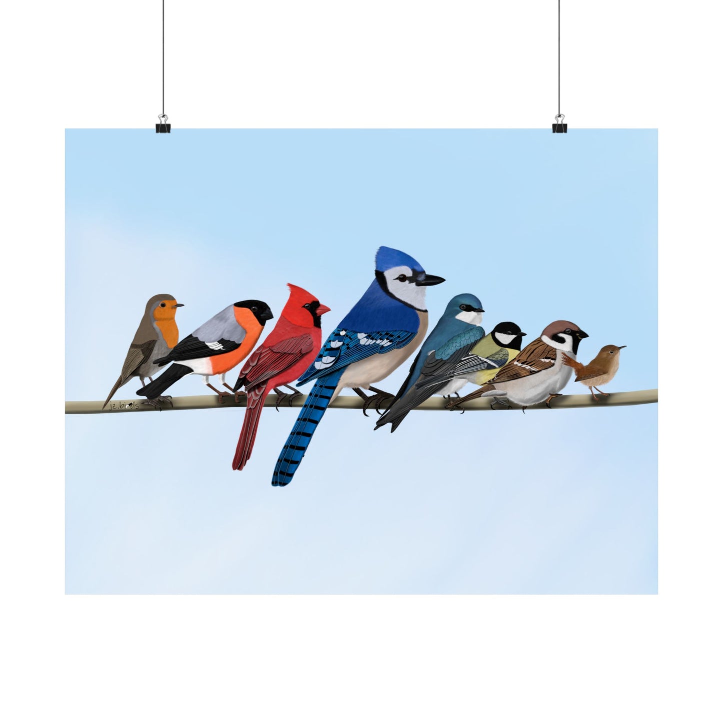 Backyard Birds Blue Jay Cardinal Bullfinch Robin Matte Bird Poster