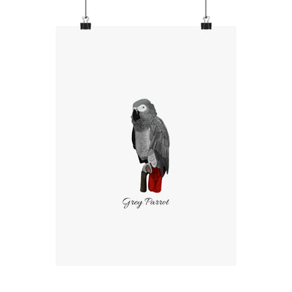 Grey Parrot Bird Birding Matte Poster