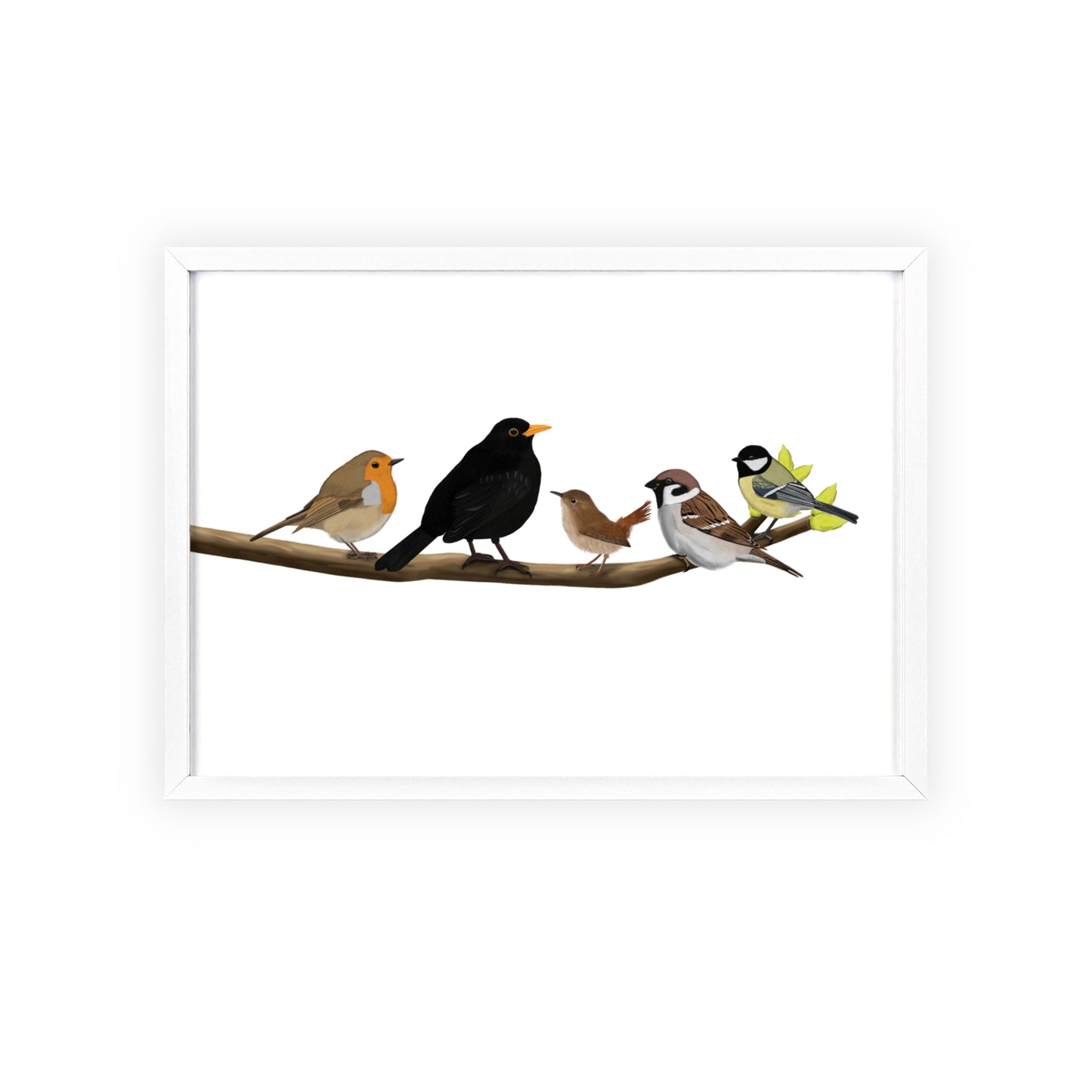 Vogel Poster im Holzrahmen - Vögel auf einem Ast Poster Amsel Rotkehlchen Zaunkönig Spatz Kohlmeise