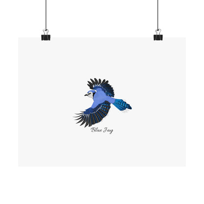 Blue Jay Bird Birding Matte Poster