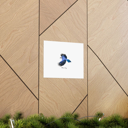 Blue Jay Bird Birding Matte Poster