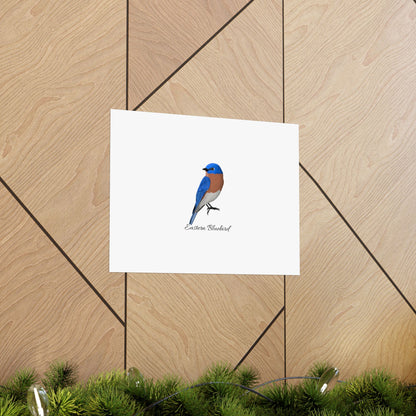 Eastern Bluebird Bird Birding Matte Poster