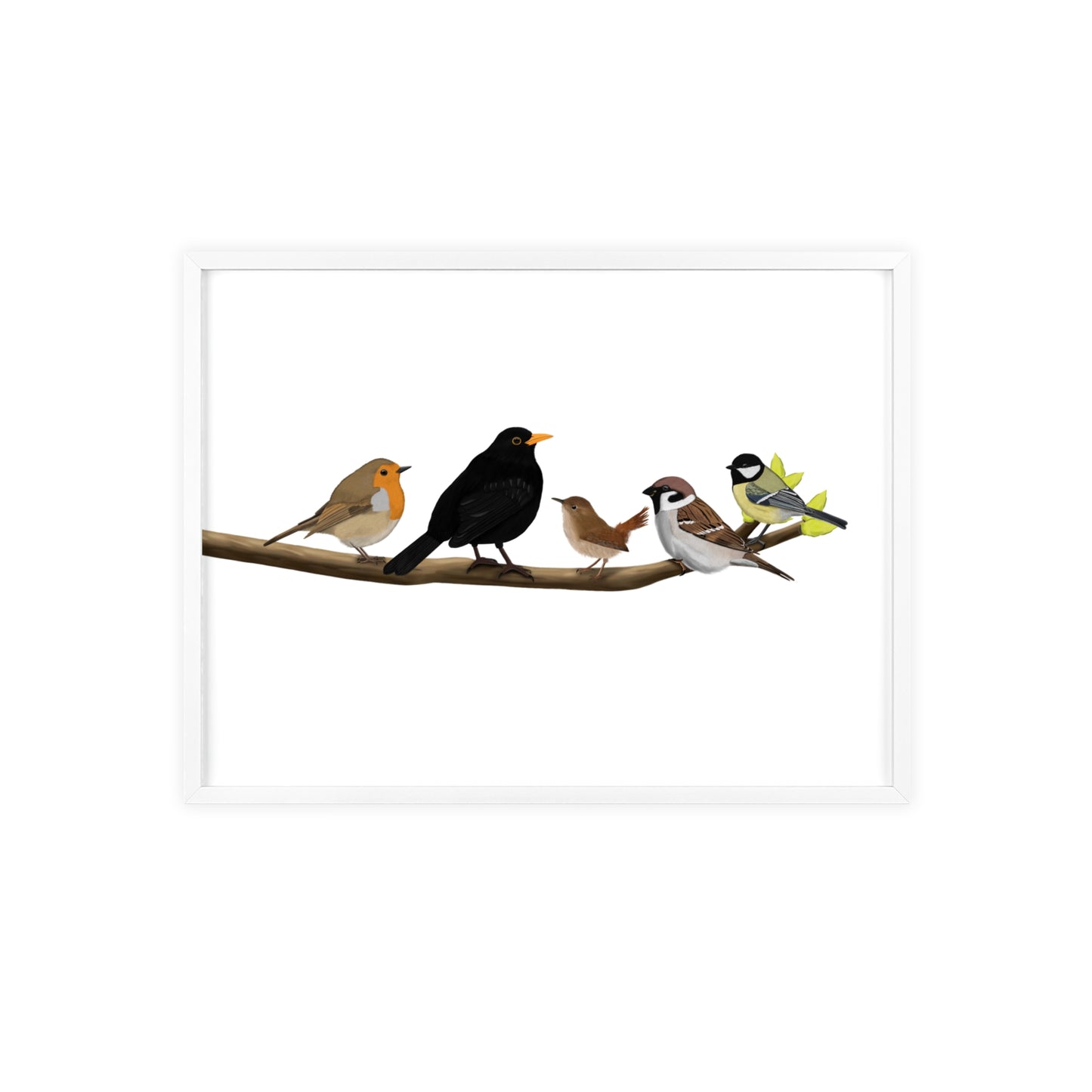 Vogel Poster im Holzrahmen - Vögel auf einem Ast Poster Amsel Rotkehlchen Zaunkönig Spatz Kohlmeise