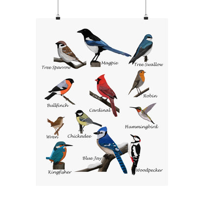 Backyard Birds Blue Jay Cardinal Hummingbird Matte Bird Poster