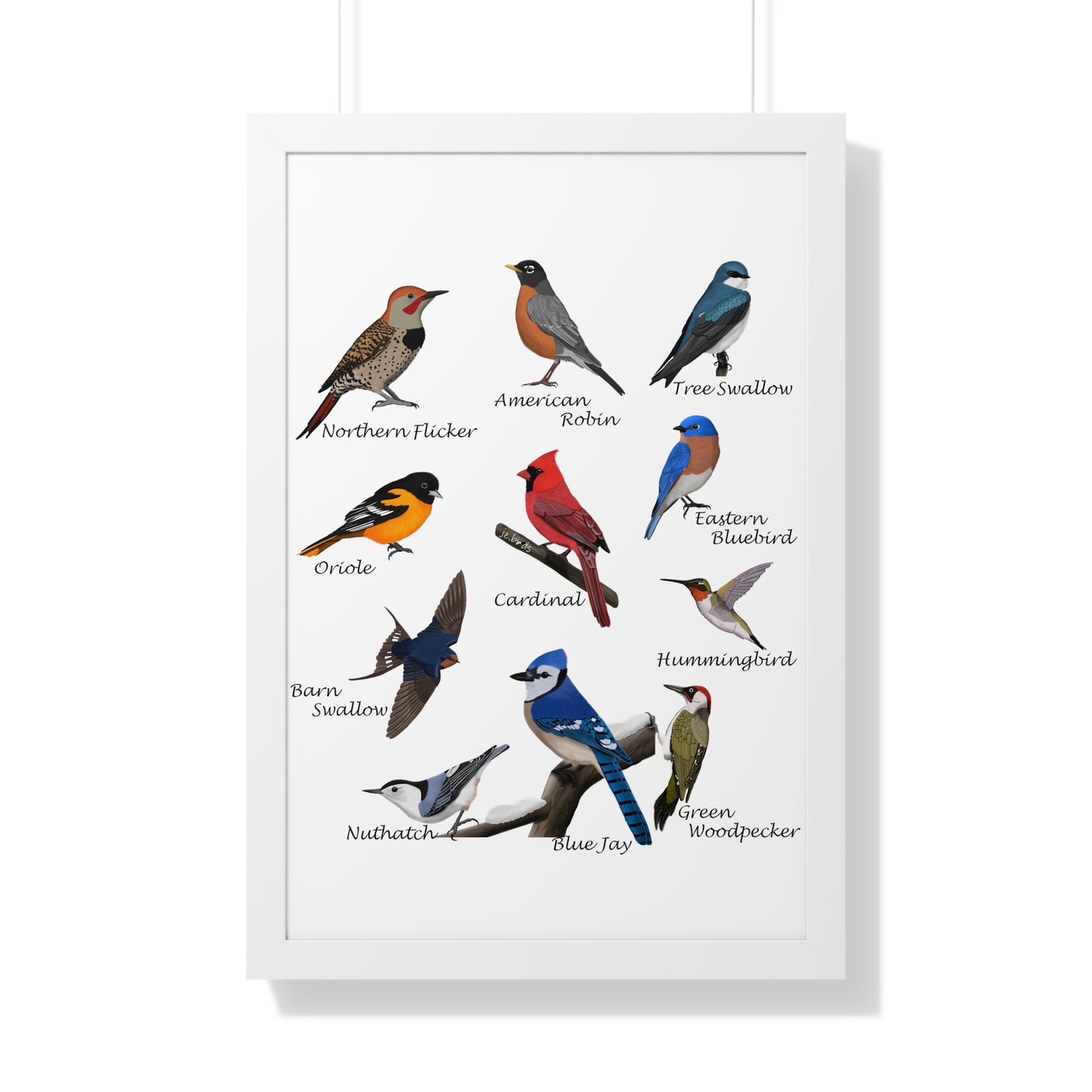 Backyard Birds Blue Jay Robin Cardinal Nuthatch Oriole Framed Poster