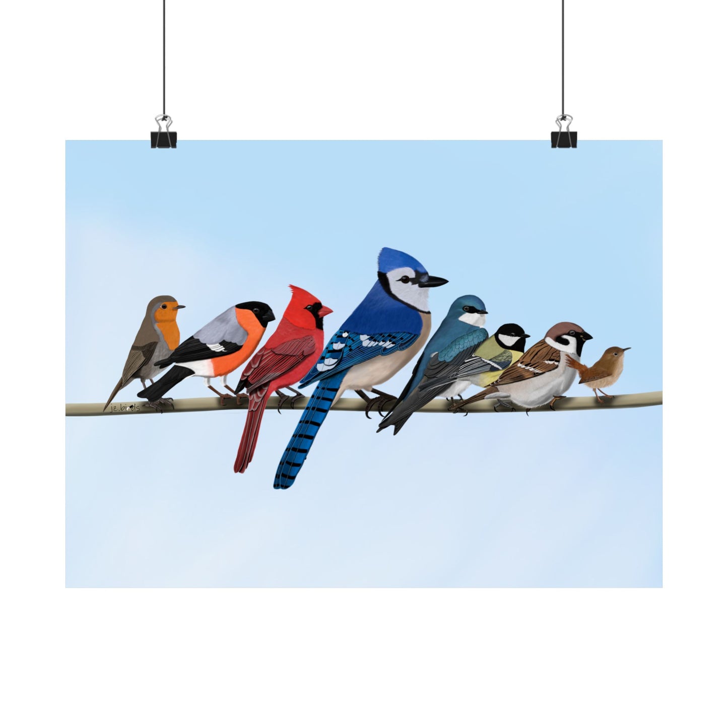 Backyard Birds Blue Jay Cardinal Bullfinch Robin Matte Bird Poster