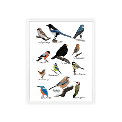 Vogel Poster im Holzrahmen - Gartenvögel Amsel Rotkehlchen Blaumeise