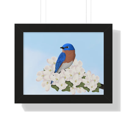 Eastern Bluebird Spring Blossoms Bird Framed Poster