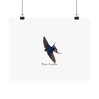 Barn Swallow Bird Birding Matte Poster