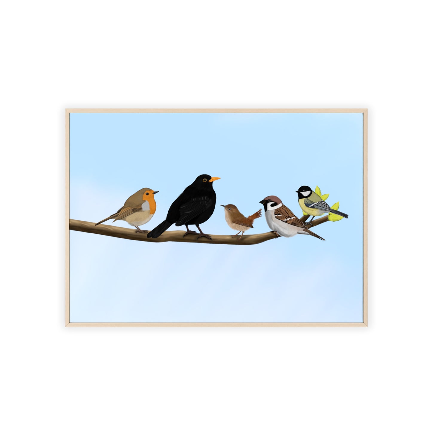 Vogel Poster im Holzrahmen - Vögel auf einem Ast Poster Amsel Rotkehlchen Zaunkönig Spatz Kohlmeise