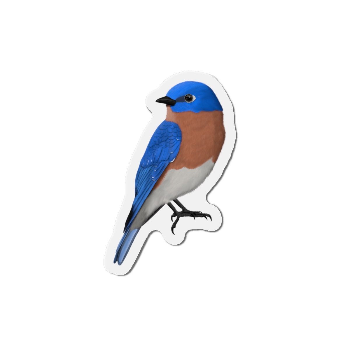 Bluebird Bird Magnet