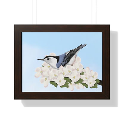 Nuthatch Spring Blossoms Bird Framed Poster