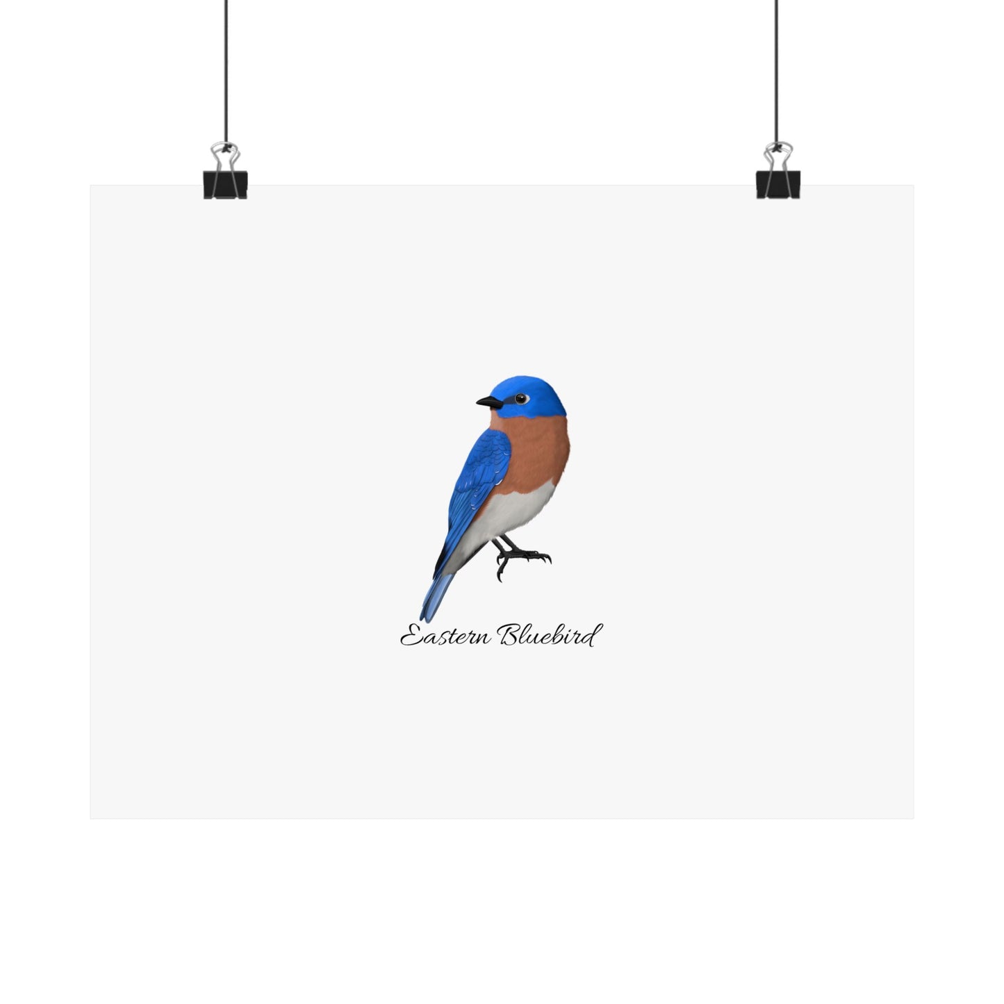 Eastern Bluebird Bird Birding Matte Poster