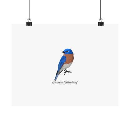 Eastern Bluebird Bird Birding Matte Poster